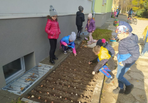 Uczniowie klasy 1b sadza cebulki tulipanów