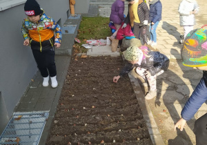 Uczniowie klasy 1b sadza cebulki tulipanów
