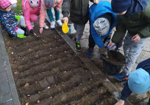 Uczniowie klasy 1b sadza cebulki tulipanów
