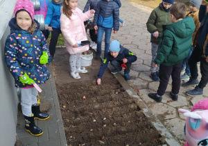 Uczniowie klasy 1b sadza cebulki tulipanów