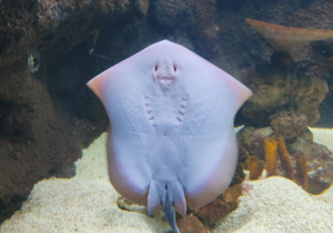 Płaszczka