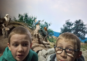 Zdjęcie z zimorodkami