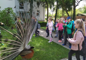 Uczniowie obserwują pawia z rozpostartym ogonem. 
