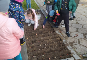 Uczniowie klasy 1b sadza cebulki tulipanów