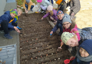 Uczniowie klasy 1b sadza cebulki tulipanów