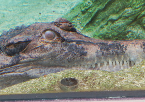 Głowa krokodyla