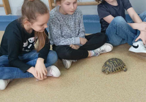 Troje uczniów przygląda się żółwiowi