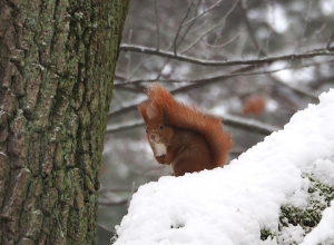 Spacer ornitologiczny z dnia 30 listopada 2025