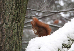 Wiewiórka w zimowej scenerii