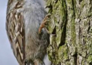 Pełzacz - zdjęcie Wiktorii