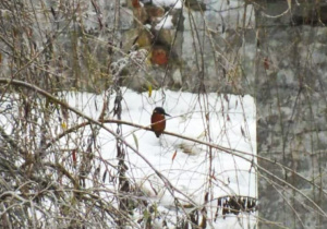Zimorodek - zdjęcie Roberta