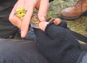 Obrączkowanie ptaków 2026