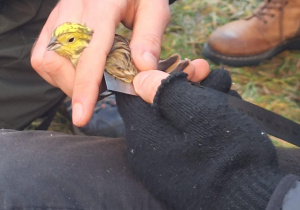 Obrączkowanie trznadla