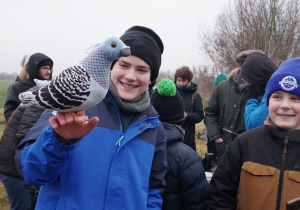 Obrączkowany gołąb