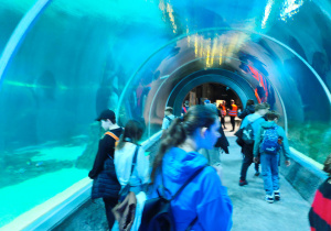 W Łódzkim Orientarium- szklany tunel, akwarium